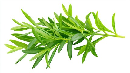 Wall Mural -   A green plant with a white background and a clipping path to its left