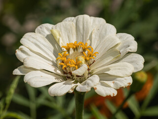 Delicate white flower with vibrant yellow center, nestled in green foliage