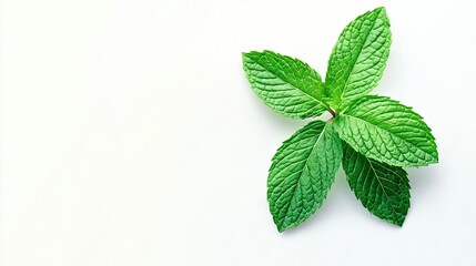 Wall Mural -   A green leaf on a white background surrounded by sparse foliage