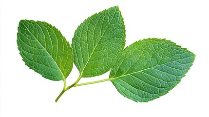 Wall Mural -   A pair of green leaves resting atop a white background, with one leaf on top of the other