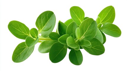 Wall Mural -   A white background with a green plant and leaves in sharp focus