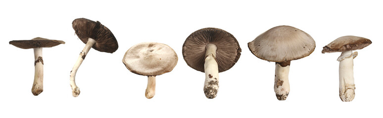 Wall Mural - Set wild Champignon mushroom (Agaricus bisporus) isolated on white, clipping
