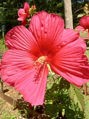 red flower in the garden