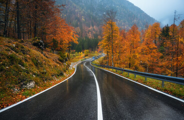 Wall Mural - road in beautiful forest in golden autumn. empty mountain road, trees with red and orange foliage in