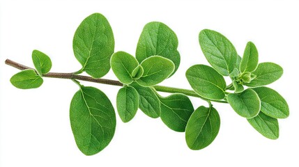   Close-up of tree branch with green leaves and buds on white background