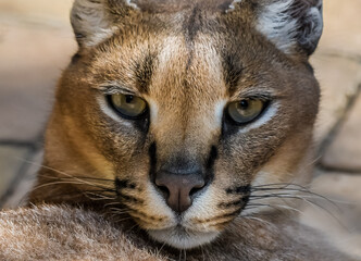 Caracal or African golden cat portrait in South Africa