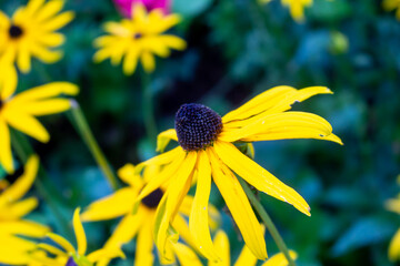 Bright yellow flowers of rudbeckia, commonly known as coneflowers or black eyed susans, in a sunny summer garden. Rudbeckia fulgida or perennial coneflower blossoming outdoors.