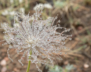 anemone patens seed head 4