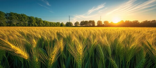 Sticker - Golden Wheat Field at Sunset