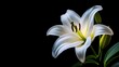 © Alpha - Close-up of a white rose in full bloom, isolated on a dark backgroundThe soft lighting highlights the purity and elegance of the petals, ideal for wedding or luxury branding