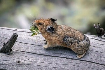 Pika gathering food on a log in the Rocky Mountains Wyoming, USA