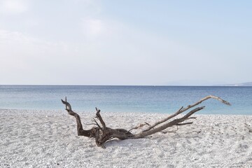 Timeless Driftwood: white stone shore