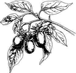 Elegant Botanical Illustration of Fruit and Leaves