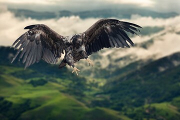 Action photography of  wild Golden Eagle