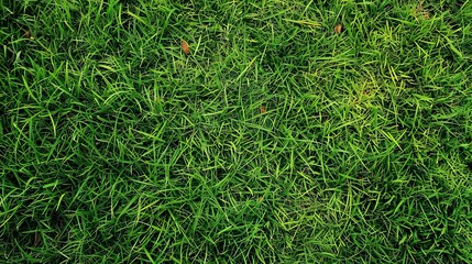 grass_field_background_green_grass_green_background_