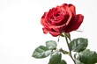 Red Rose Flower. Red Rose against on isolate white background. clipping path, ai