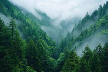 Wall Mural - Misty Forest with Verdant Canopy and Foggy Layers