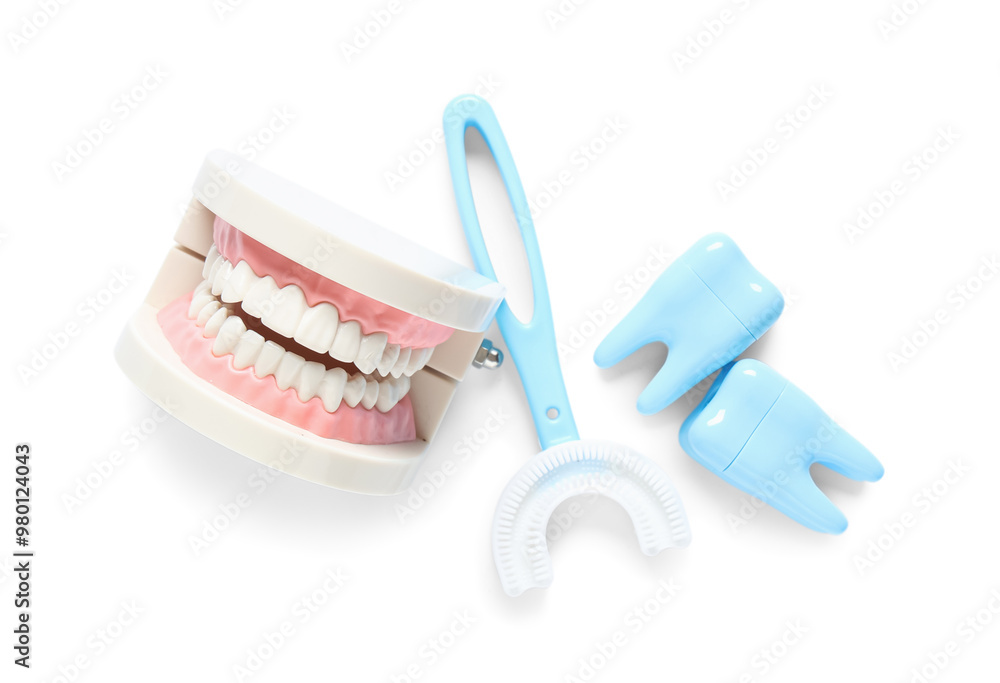 Jaw model with children's toothbrush and tooth models on white background