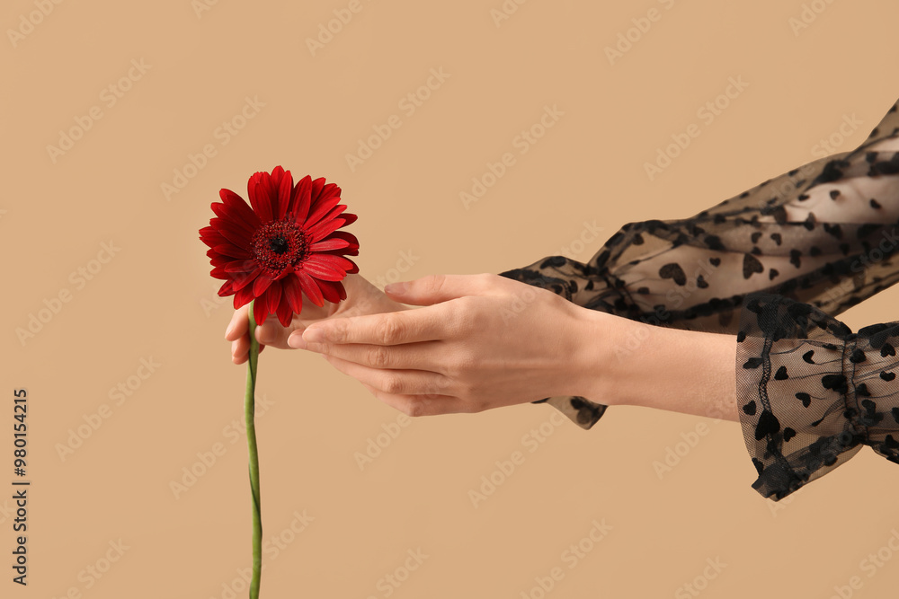 Female hands holding beautiful red gerbera flower on brown background