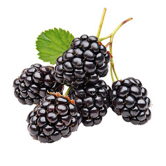 fresh blackberries on a branch, showcasing their vibrant dark color and juicy texture, perfect for h