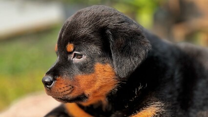 Cute rottweiler puppy lying down resting outdoors.