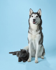 Wall Mural - A Siberian Husky sits with a composed stance above a relaxed grey cat on a blue backdrop. Their contrasting demeanors create a captivating studio portrait