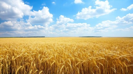 Canvas Print - Golden Wheat Field Under Blue Sky