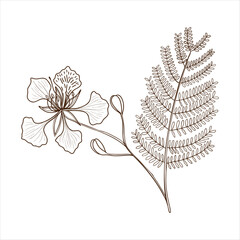 vector drawing branch of royal poinciana, flamboyant, phoenix flower, flame tree with leaves and flowers , Delonix regia isolated at white background, hand drawn vintage illustration