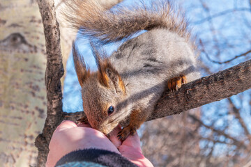 Poster - Squirrel eats nuts from a man's hand. Caring for animals in winter or autumn.