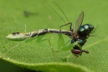 A close-up macro shot of a praying mantis catching a fly in its strong forelegs, highlighting the predatory nature and beauty of this insect. Green blurred background