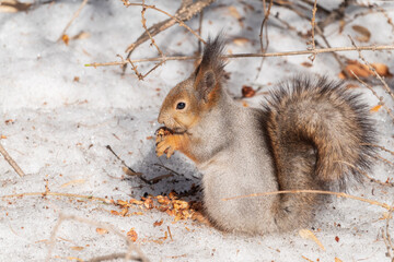 The squirrel in winter sits on white snow.