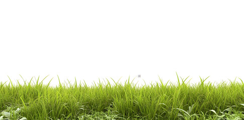 Poster - Vibrant green grass meadow isolated on a white backdrop