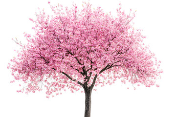 Poster - Sakura tree with pink blossoms stands alone against a white background
