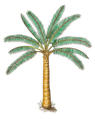 Palm tree png illustration, transparent background