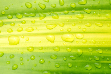 Rain Water droplets on green leaves for Nature Background.