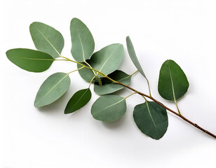 Wall Mural - eucalyptus branch isolated on white background