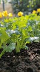 Wall Mural - Close-up of green leafy plants growing in soil with blurred yellow flowers in the background.