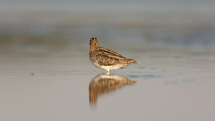 Wall Mural - Shore bird Common snipe Gallinago gallinago small bird with long beak, Poland Europe