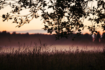 Wall Mural - a tree branch is silhouetted against a sky with a pink and orange sunset. the sky is hazy and the su