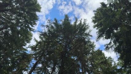 Wall Mural - View at a spruce forest from the sky to the forest floor a sunny summer day