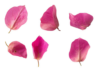 set of five pink Mediterranean Bougainvillea flowers isolated over a transparent background, vibrant floral design element, top view / flat lay