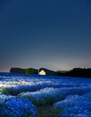 Canvas Print - Milky Way over a field of cornflowers and barn at night