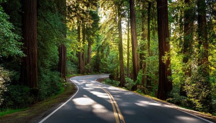 Canvas Print - Winding road through forest