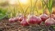 © Olha - Growing shallot onion harvest and producing vegetables cultivation