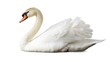 © Li - A graceful swan swimming elegantly on a serene white background, embodying tranquility and beauty, with its smooth feathers and gentle movements creating a peaceful and calming atmosphere