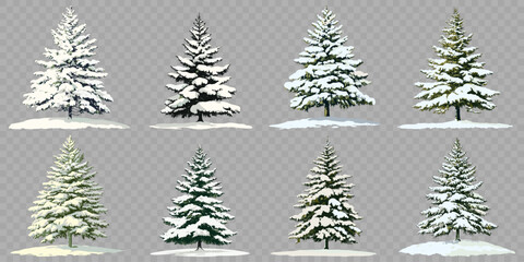 Pine tree in winter covered by snow. isolated on transparent background.