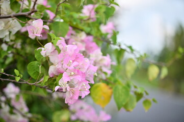 Wall Mural - a summer evening scene features lush blooming pink bougainvillea along the roadside. bougainvillea, 