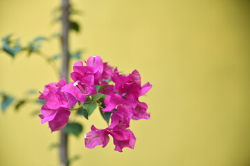 The striking pink Bougainvillea, set against a yellow wall, thrives in Taiwan’s warm climate. It is widely used in landscaping as hedges, potted plants, and garden beautification.