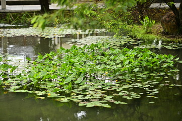 Aquatic plants and Nuphar thrive in a sunlit ecological pond. This blend of nature and human design helps purify water and serves as a living classroom for ecological observation.