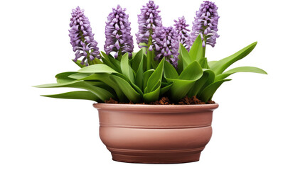 Wall Mural - purple hyacinth in pot